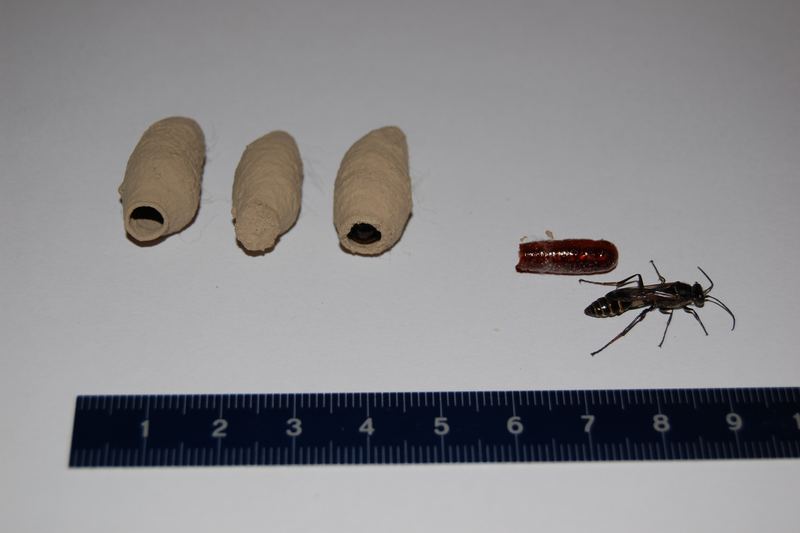 From left to right (ruler indicating centimeters): Unused nest Used nest Used nest after removal of top cover Empty inne