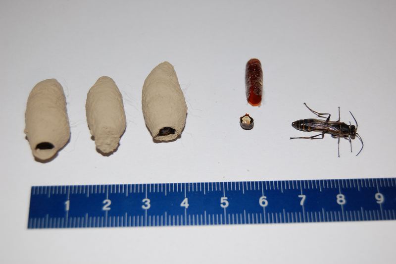 From left to right (ruler indicating centimeters): Unused nest Used nest Used nest after removal of top cover Empty inne