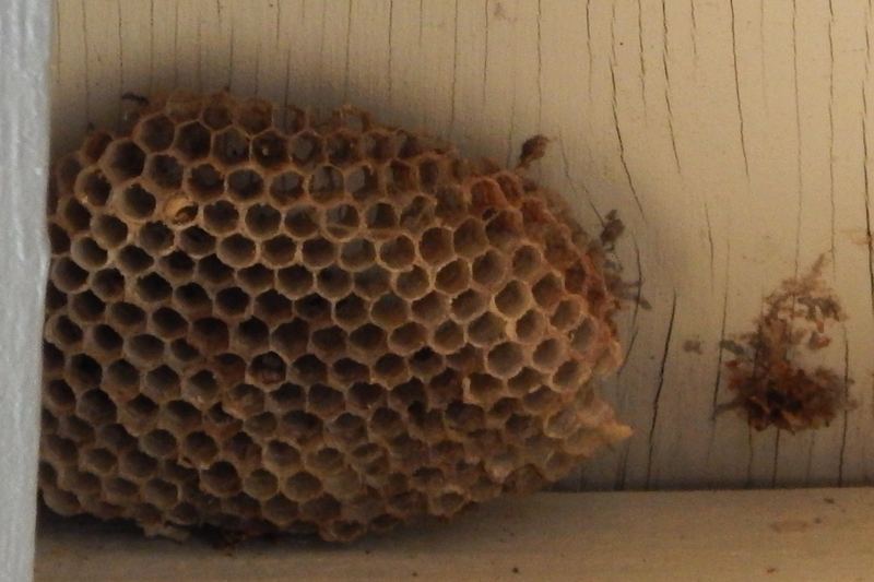 abandoned Polistes nest under eave of house, Auburn, WA